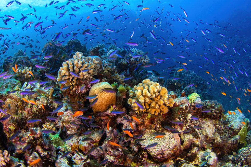 Reefscape with hard corals and tropical fish at the Great Barrier Reef