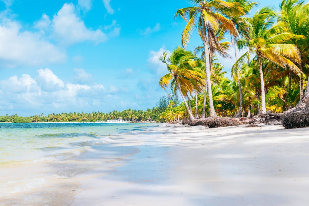 Tropical beach in Punta Cana with tall palm trees, white sand, and calm blue-green water.